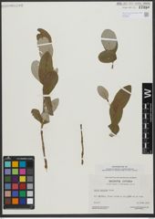 Foto von Salix vestita Pursh